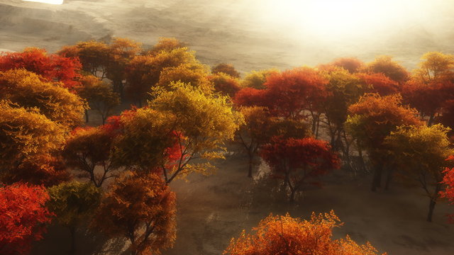 autumn forest high 4k