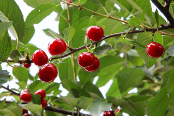 Cherries on the tree