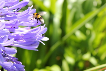 Bestäubung: Hummel im Flug vor blauen Blüten