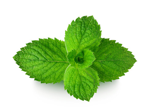 leaf of mint isolated on a white 