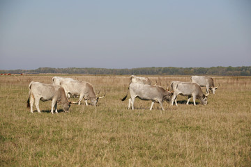 Hungarian gray cattle cows with calves grazing on pasture summer. Herd of  hungarian grey steppe cattle grazing on meadow