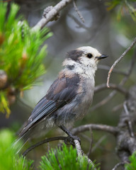 Gray Jay in the Wild