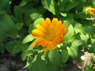 Garden marigold