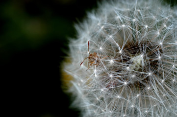 Obraz premium dandelion