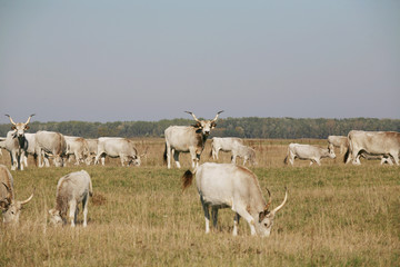 Hungarian gray cattle cows with calves grazing on pasture summer
