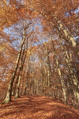 Herbstwald, Herbst, Herbstlaub
