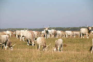 Herd of  hungarian grey steppe cattle grazing on meadow