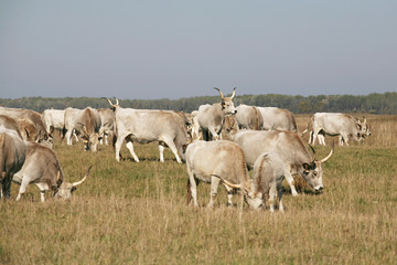 Obraz premium Hungarian gray cattle cows with calves grazing on pasture summer