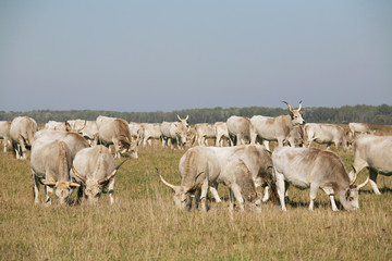 Hungarian gray cattle cows with calves grazing on pasture summertime
