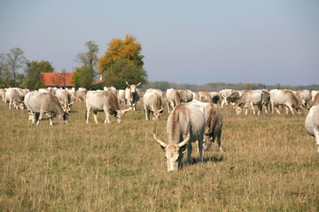 Fototapeta premium Hungarian gray cattle cows with calves grazing on pasture summer