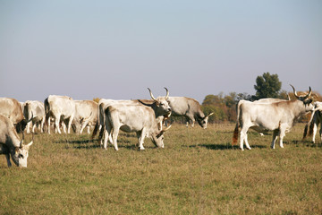 Herd of  hungarian grey steppe cattle grazing on meadow
