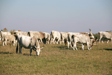 Hungarian gray cattle cows with calves grazing on pasture summer