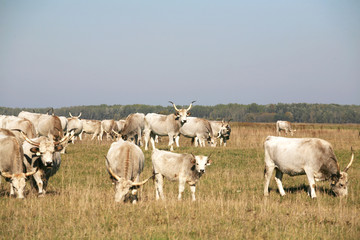 Herd of  hungarian grey steppe cattle grazing on meadow