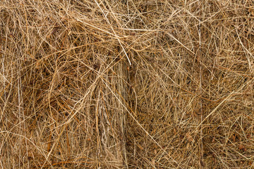 texture of hay