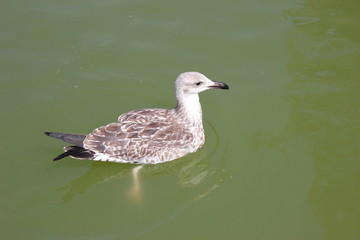 Eine junge Möwe auf einem Teich in Barcelona