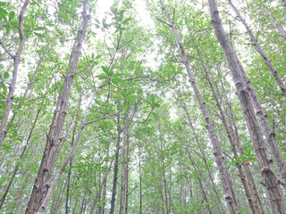 scenic and beautiful tourism trail in the woods