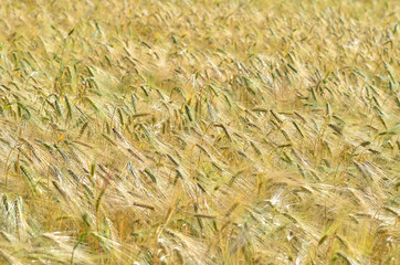Detail of a golden grain field.