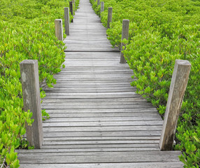 scenic and beautiful tourism trail in the woods