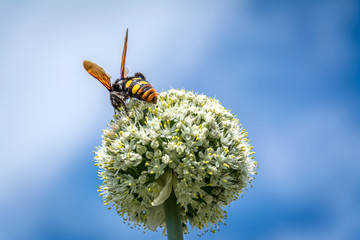 Bee on white garlic flower