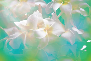 Papier Peint photo autocollant Frangipanier plumeria white flower full bloom background