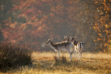 Small group of fallow deer