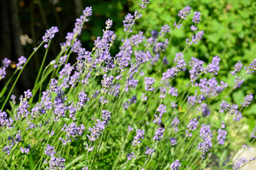 Lavendel im garten