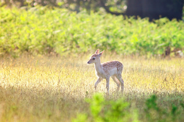 A little fallow deer fawn in spring