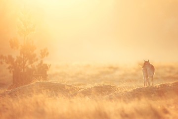 silhouetted fallow deer doe in the mist