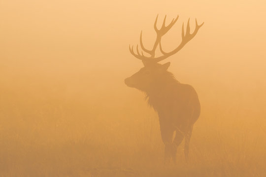 Fototapeta Red deer in the mist