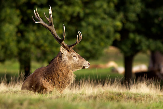 Red deer stag at rest