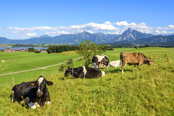 glückliche Kühe im Allgäu