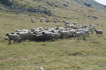 Obraz premium Sheeps grazing