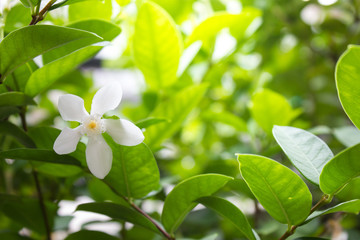jasmine vine white flower linghtting in morning