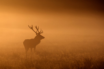 silhouetted red deer stag in the mist
