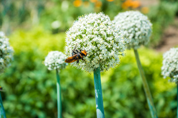 Bee on white garlic flower