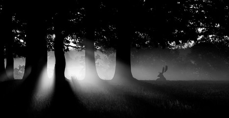 Obraz premium silhouetted fallow deer in mono