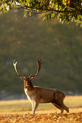 fallow deer buck