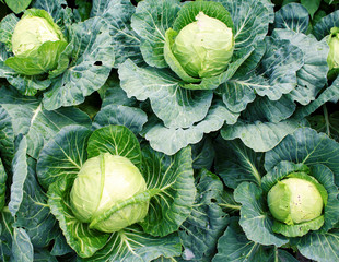  	
Cabbage