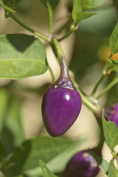 Peperoni 