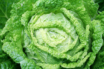  	
Cabbage