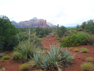 Plants and trees in Sedona, Arizona