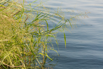 Green grasses falling on to water