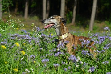 Galgo Espanol