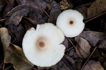 White forest mushroom growing on moisture dry leaves.