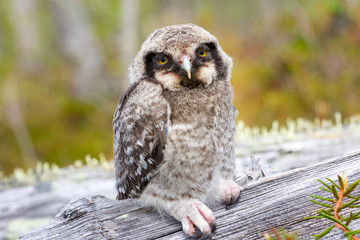 Fototapeta premium Hawk owl in a mountain forest