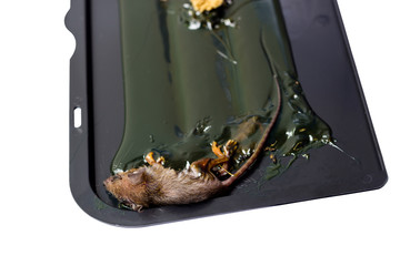 Dead little mouse on trapped tray on white background and clipping path
