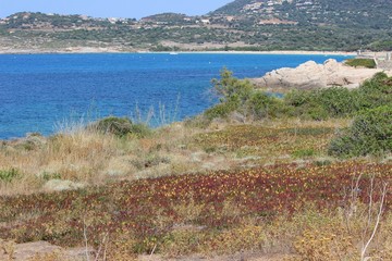 ' Griffes de sorcière ' sur le littoral corse 