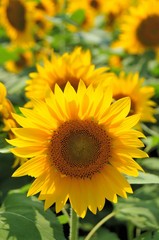 明野のひまわり