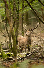 cerf trophée forêt chasse