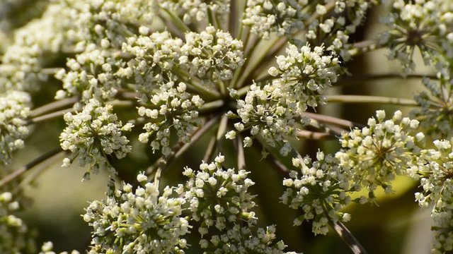Angelika,Angelika sylvestris, Wald-Engelwurz, Heikpflanze mit Bl&uuml;te